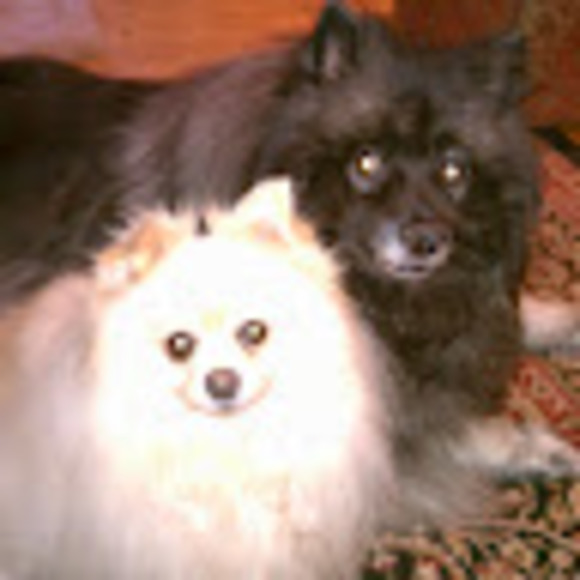 Meet your Posher, Mickey - Picture 1 of 1